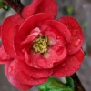 Double Take 'Scarlet' Flowering Quince - 3 Gallon Pot