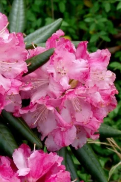 Southgate 'Brandi' Rhododendron - 2 Gallon Pot -Outlet Leaf Echoes Store Rhododednron Southgate Rrandi 5