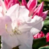 Southgate 'Grace' Rhododendron - 2 Gallon Pot