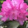 Southgate 'Radiance' Rhododendron - 2 Gallon Pot