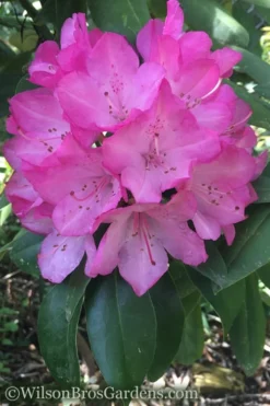 Southgate 'Radiance' Rhododendron - 3 Gallon Pot -Outlet Leaf Echoes Store Rhododendron Southgate Radiance 4 500x750 2