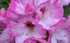 Southgate 'Radiance' Rhododendron - 2 Gallon Pot -Outlet Leaf Echoes Store Rhododendron Southgate Radiance Closeup