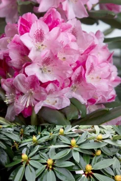 Southgate 'Splendor' Rhododendron - 2 Gallon Pot -Outlet Leaf Echoes Store Rhododendron Southgate Splendor 500x750 1