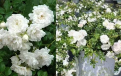 White Drift Rose - 3 Gallon Pot -Outlet Leaf Echoes Store Ride White Drift Blooms 3 1