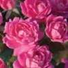 Pink Double Knock Out Rose - 1 Gallon Pot