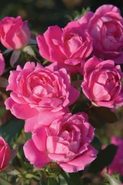 Pink Double Knock Out Rose - 2 Gallon Pot