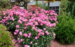 Pink Double Knock Out Rose - 1 Gallon Pot -Outlet Leaf Echoes Store Rose Knock Out Double Pink 2