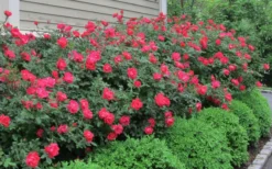 Original Red Knock Out Rose - 3 Gallon Pot -Outlet Leaf Echoes Store Rose Knock Out Original 51