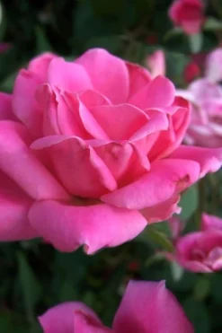 Pink Double Knock Out Rose - 3 Gallon Pot -Outlet Leaf Echoes Store Rose Knock Out Pink Double 10 1