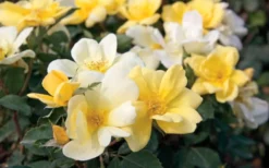 Sunny Yellow Knock Out Rose - 3 Gallon Pot -Outlet Leaf Echoes Store Rose Knock Out Sunny 11