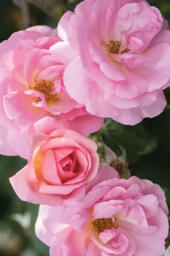 Peachy Knock Out Rose - 3 Gallon Pot