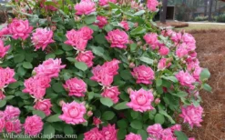 Pink Double Knock Out Rose - 2 Gallon Pot -Outlet Leaf Echoes Store Rose Knockout Pink Double 21 2