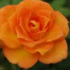 Sunrosa Orange Delight Dwarf Shrub Rose - 1 Gallon Pot