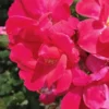 Original Red Knock Out Rose - 3 Gallon Pot