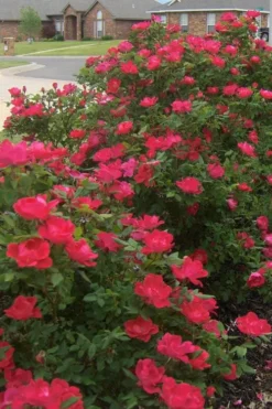 Original Red Knock Out Rose - 3 Gallon Pot -Outlet Leaf Echoes Store Rose Red Knock Out 12