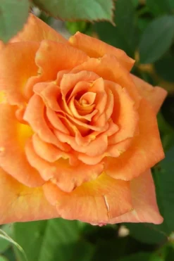 Sunrosa Orange Delight Dwarf Shrub Rose - 1 Gallon Pot -Outlet Leaf Echoes Store Rose Sunrosa Orange Delight 1