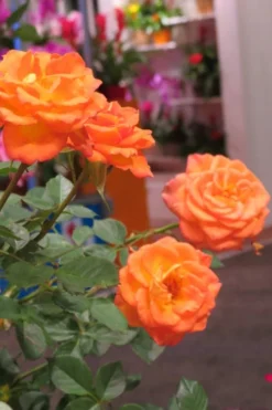 Sunrosa Orange Delight Dwarf Shrub Rose - 1 Gallon Pot -Outlet Leaf Echoes Store Rose Sunrosa Orange Delight 50