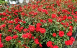 Sunrosa Red Dwarf Shrub Rose - 1 Gallon Pot -Outlet Leaf Echoes Store Rose Sunrosa Red 1