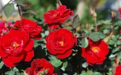 Sunrosa Red Dwarf Shrub Rose - 1 Gallon Pot -Outlet Leaf Echoes Store Rose Sunrosa Red
