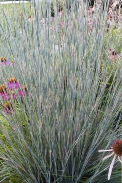 Carousel Little Bluestem Grass (Schizachyrium Scoparium) - 6 Pack Of 1 Gallon Pots