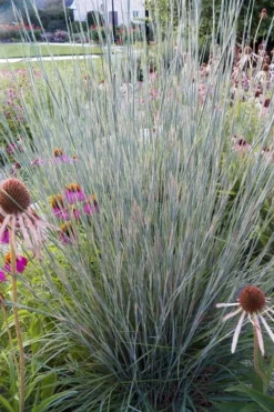 Carousel Little Bluestem Grass (Schizachyrium Scoparium) - 6 Pack Of 1 Gallon Pots -Outlet Leaf Echoes Store Schizachyrium scoparium carousel little bluestem grass 4
