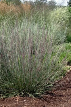 Carousel Little Bluestem Grass (Schizachyrium Scoparium) - 6 Pack Of 1 Gallon Pots -Outlet Leaf Echoes Store Schizachyrium scoparium carousel little bluestem grass 7