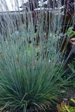 The Blues Little Bluestem Grass (Schizachyrium Scoparium) - 1 Gallon Pot -Outlet Leaf Echoes Store Schizachyrium scoparium the blues little bluestem grass 5
