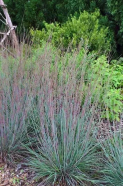 The Blues Little Bluestem Grass (Schizachyrium Scoparium) - 1 Gallon Pot -Outlet Leaf Echoes Store Schizachyrium scoparium the blues little bluestem grass 6