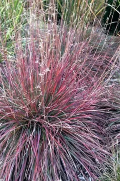 The Blues Little Bluestem Grass (Schizachyrium Scoparium) - 1 Gallon Pot -Outlet Leaf Echoes Store Schizachyrium scoparium the blues little bluestem grass 7