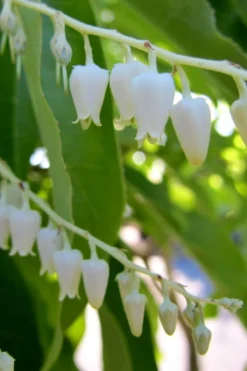 Sourwood Tree - Oxydendrum Arboreum - 1 Gallon Pot -Outlet Leaf Echoes Store Sourwood Tree 18