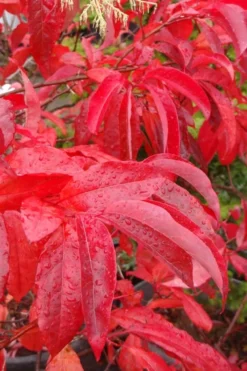 Sourwood Tree - Oxydendrum Arboreum - 1 Gallon Pot -Outlet Leaf Echoes Store Sourwood Tree 6