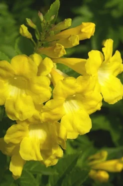 Lydia Tecoma - Esperanza - 1 Gallon Pot