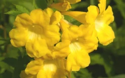 Lydia Tecoma - Esperanza - 1 Gallon Pot -Outlet Leaf Echoes Store Tecoma Lydia Flower Closeup