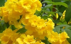 Lydia Tecoma - Esperanza - 1 Gallon Pot -Outlet Leaf Echoes Store Tecoma Lydia Flowers 1