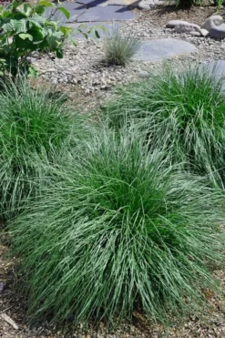 Tufted Hair Grass (Deschampsia Cespitosa) - 8 Pack Of 1 Gallon Pots -Outlet Leaf Echoes Store Tufted Hair Grass 14 1