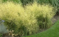 Tufted Hair Grass (Deschampsia Cespitosa) - 1 Gallon Pot -Outlet Leaf Echoes Store Tufted Hair Grass 19