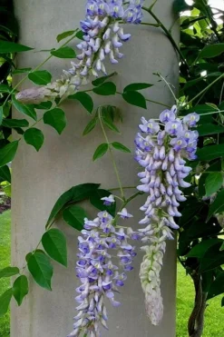 Blue Moon Wisteria Vine - 1 Gallon Pot -Outlet Leaf Echoes Store Wisteria Blue Moon 5 1