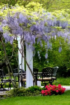 Blue Moon Wisteria Vine - 5 Gallon Pot -Outlet Leaf Echoes Store Wisteria Blue Moon 8