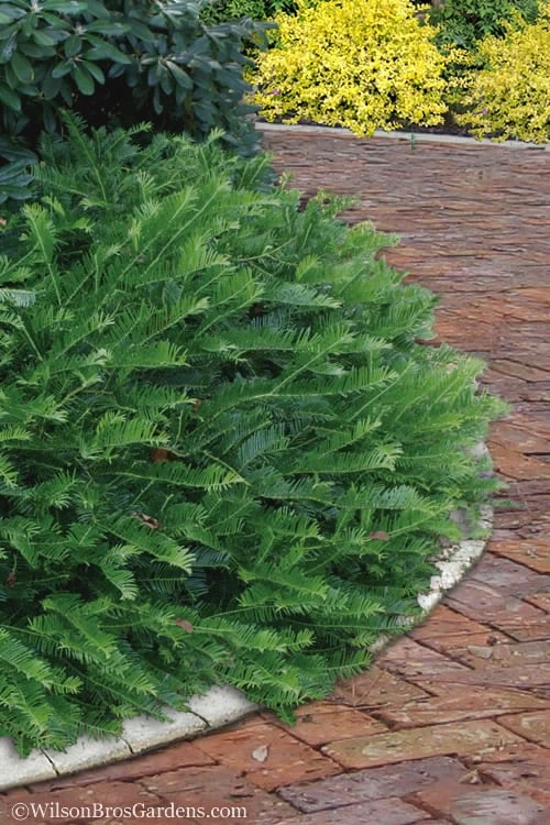 Yewtopia Plum Yew - 3 Gallon Pot 1 Yewtopia Plum Yew - 3 Gallon Pot