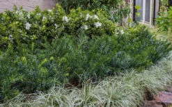 Yewtopia Plum Yew - 2 Gallon Pot -Outlet Leaf Echoes Store Yew Yewtopia 22 1