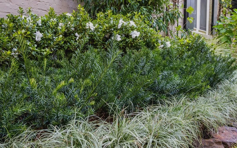 Yewtopia Plum Yew - 3 Gallon Pot 4 Yewtopia Plum Yew - 3 Gallon Pot - Image 4