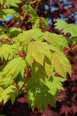 Pacific Fire Vine Maple - 3 Gallon Pot -Outlet Leaf Echoes Store acer circinatum pacific fire vine maple tree 3