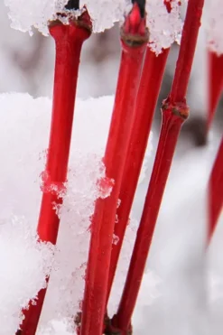 Pacific Fire Vine Maple - 3 Gallon Pot -Outlet Leaf Echoes Store acer circinatum pacific fire vine maple tree 8