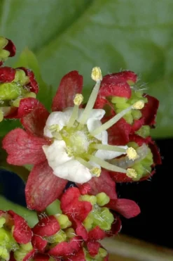 Pacific Fire Vine Maple - 3 Gallon Pot -Outlet Leaf Echoes Store acer circinatum vine maple 13