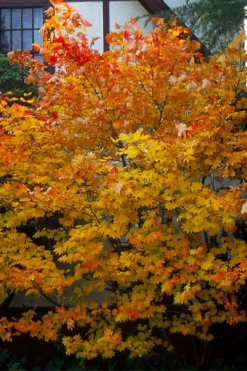 Pacific Fire Vine Maple - 3 Gallon Pot -Outlet Leaf Echoes Store acer circinatum vine maple flowers 25
