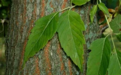 Box Elder Maple Tree (Acer Negundo) - 3 Gallon Pot -Outlet Leaf Echoes Store acer negundo box elder ash maple 2