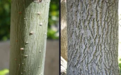 Box Elder Maple Tree (Acer Negundo) - 3 Gallon Pot -Outlet Leaf Echoes Store acer negundo box elder maple bark