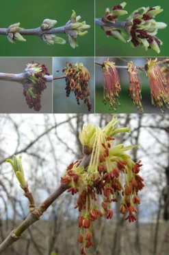 Box Elder Maple Tree (Acer Negundo) - 1 Gallon Pot -Outlet Leaf Echoes Store acer negundo box elder maple tree flowers 1