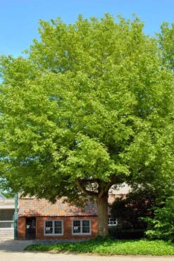 Box Elder Maple Tree (Acer Negundo) - 1 Gallon Pot