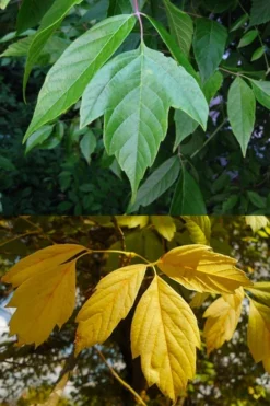 Box Elder Maple Tree (Acer Negundo) - 1 Gallon Pot -Outlet Leaf Echoes Store acer negundo box elder tree 4 1
